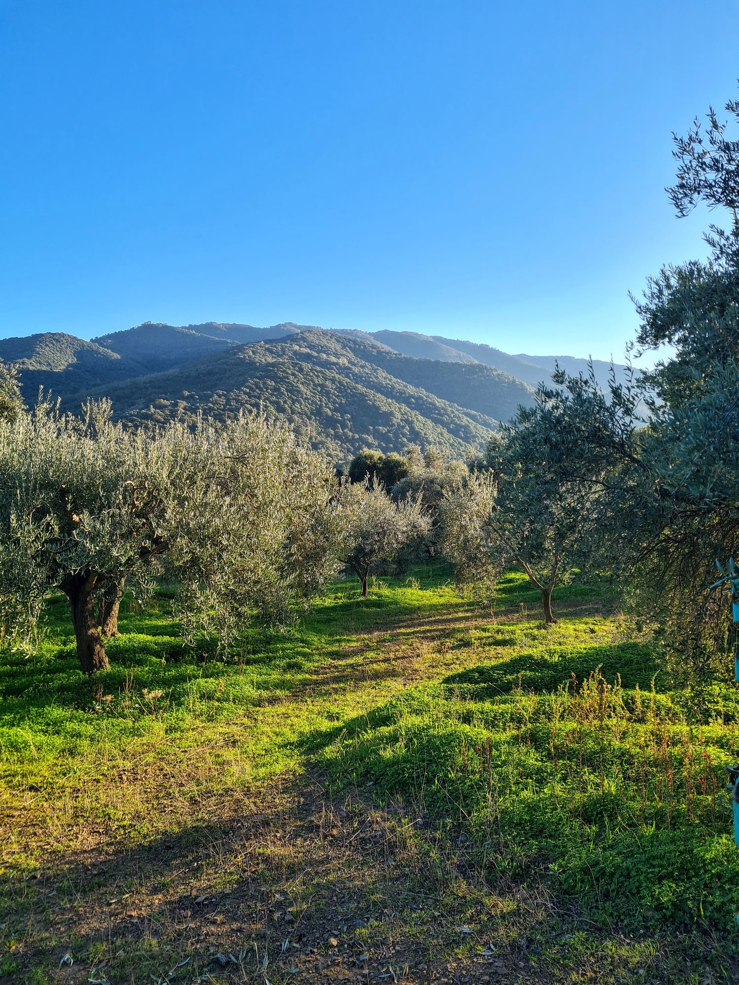 Olive grove on hill