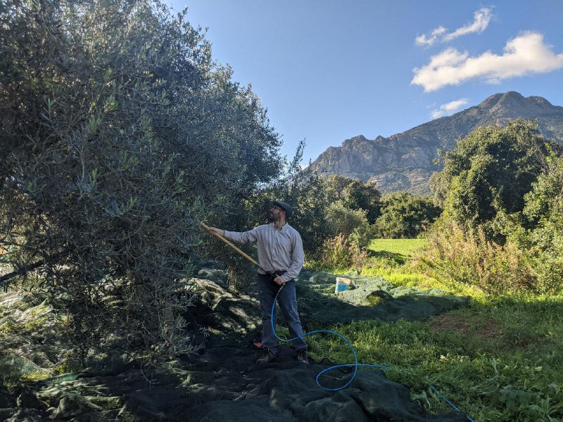 Man harvesting olives