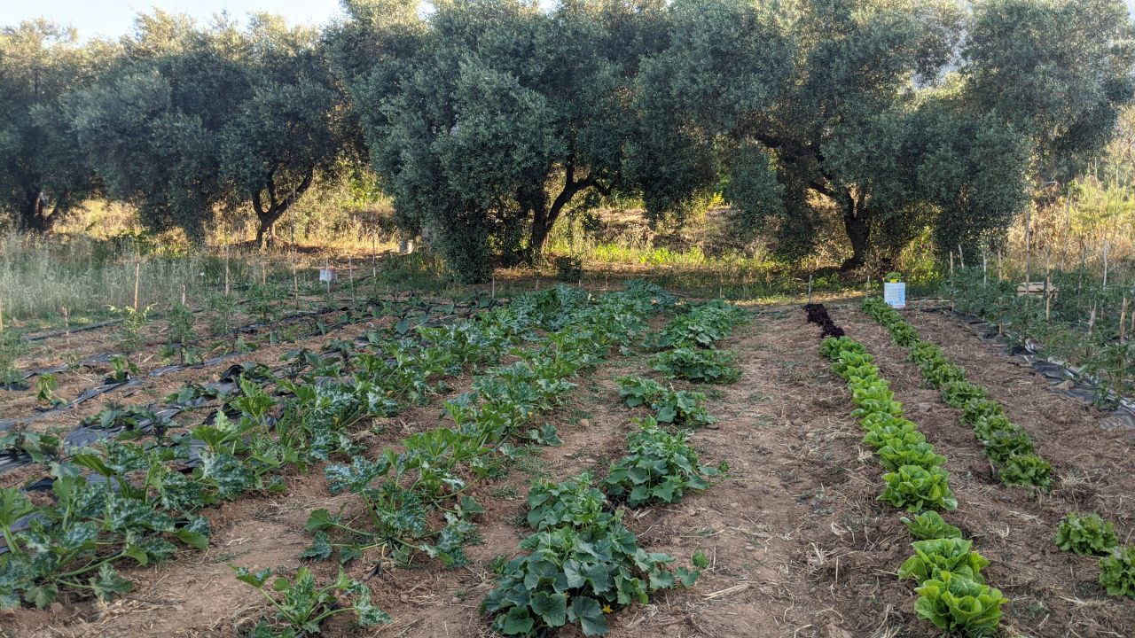 olive trees in behind a vegetable garden