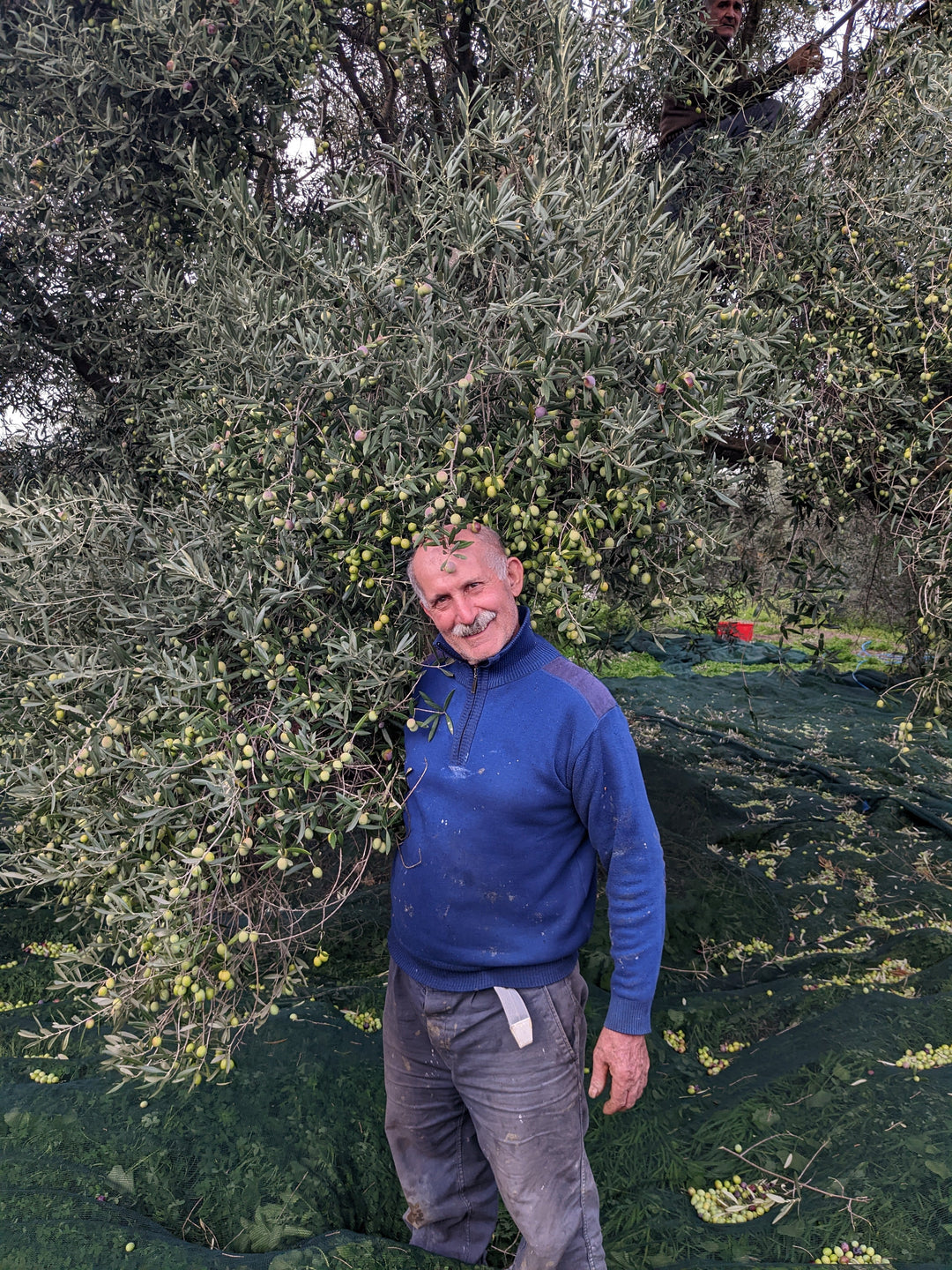 The Best Olive Tree Adoption in Italy and How to Avoid Scams