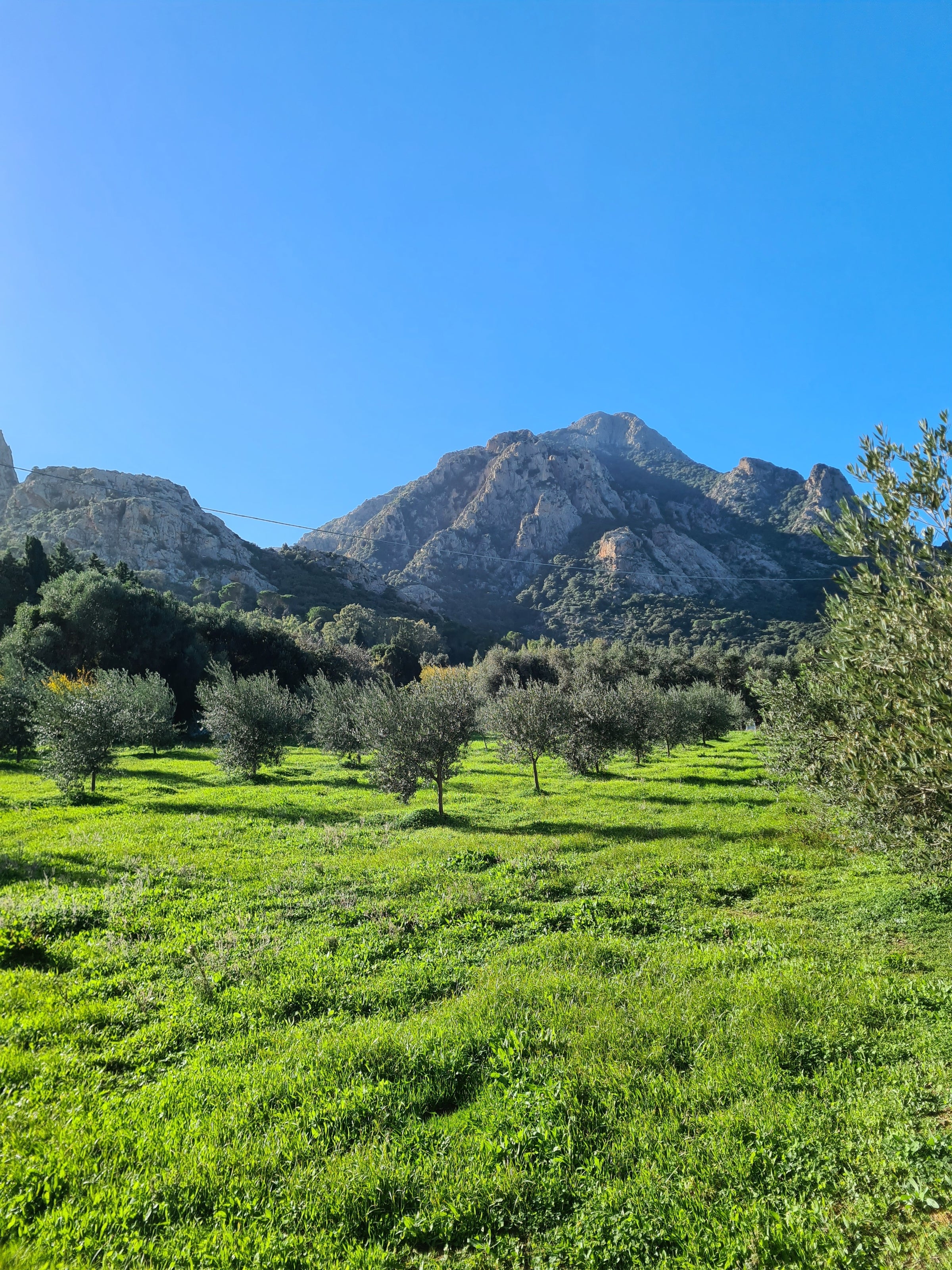 Grassy olive grove with mountains in background