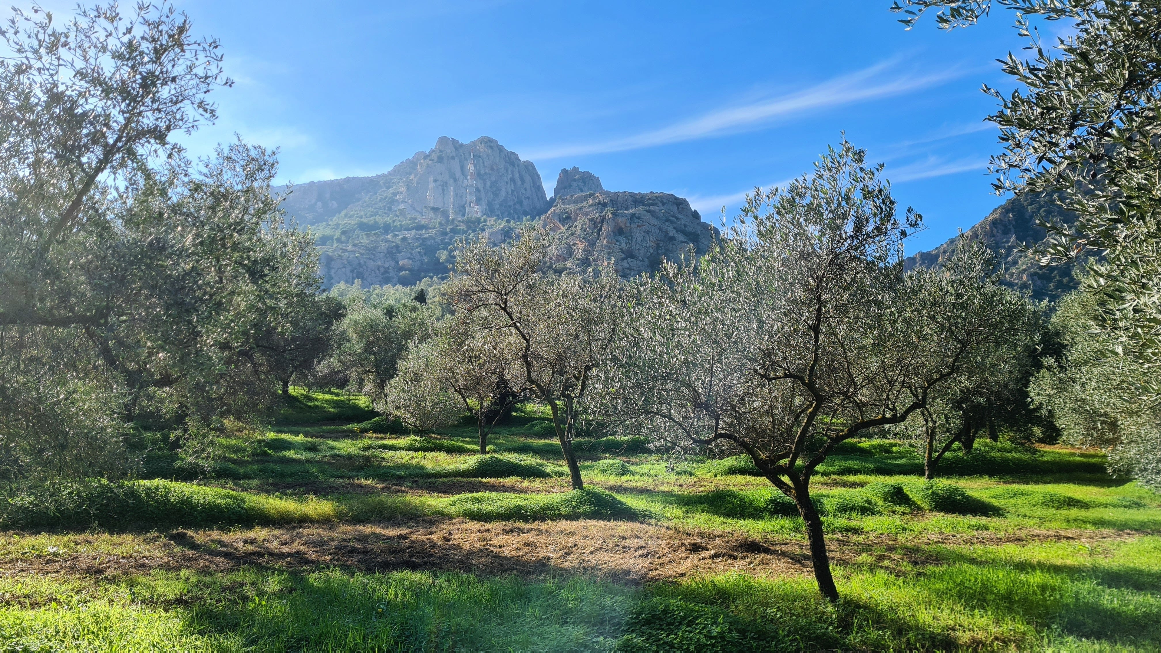 olive trees with mountain in background