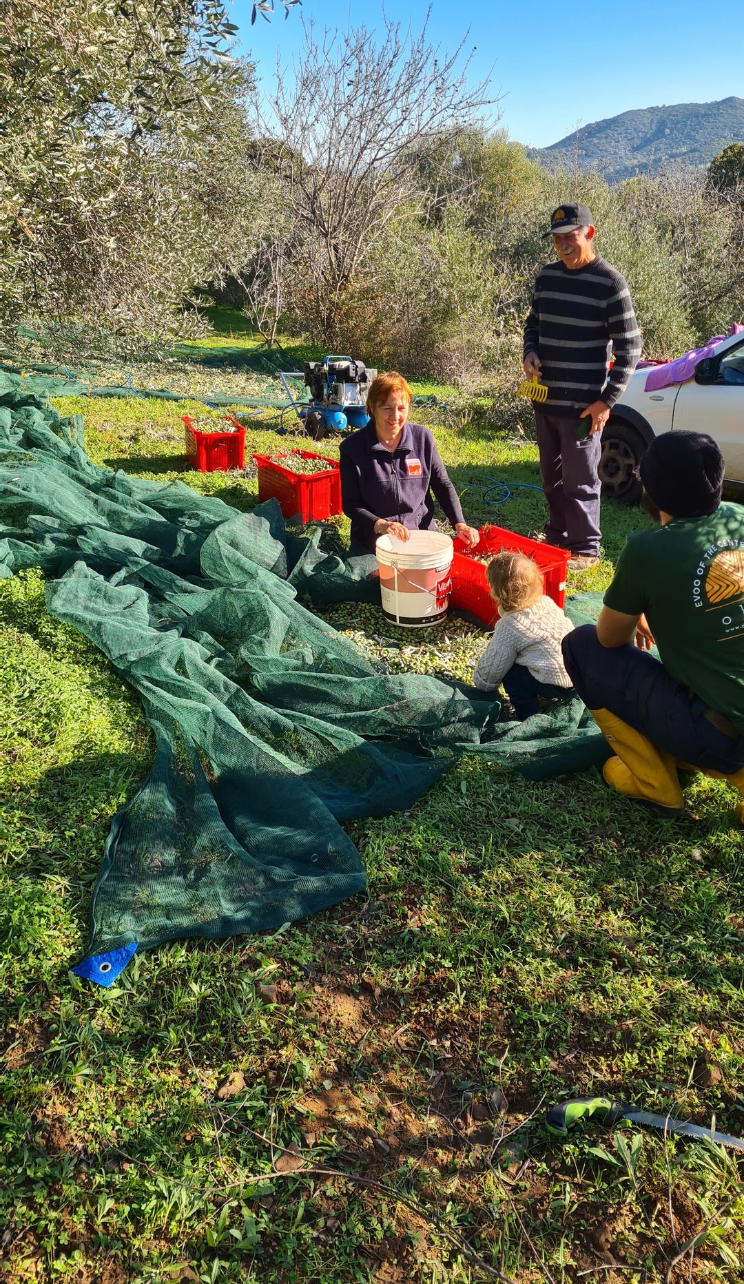 Family harvesting olives