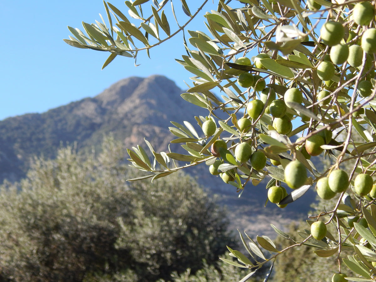Oil Tree Long Olive Oil Tree Olive Oil | The Olive Tree | Northport