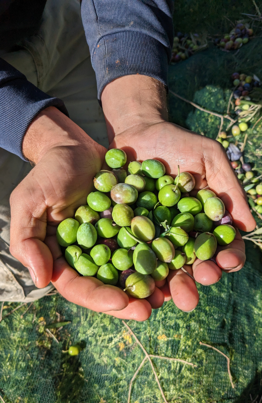 2 hands holding a pile of raw olives