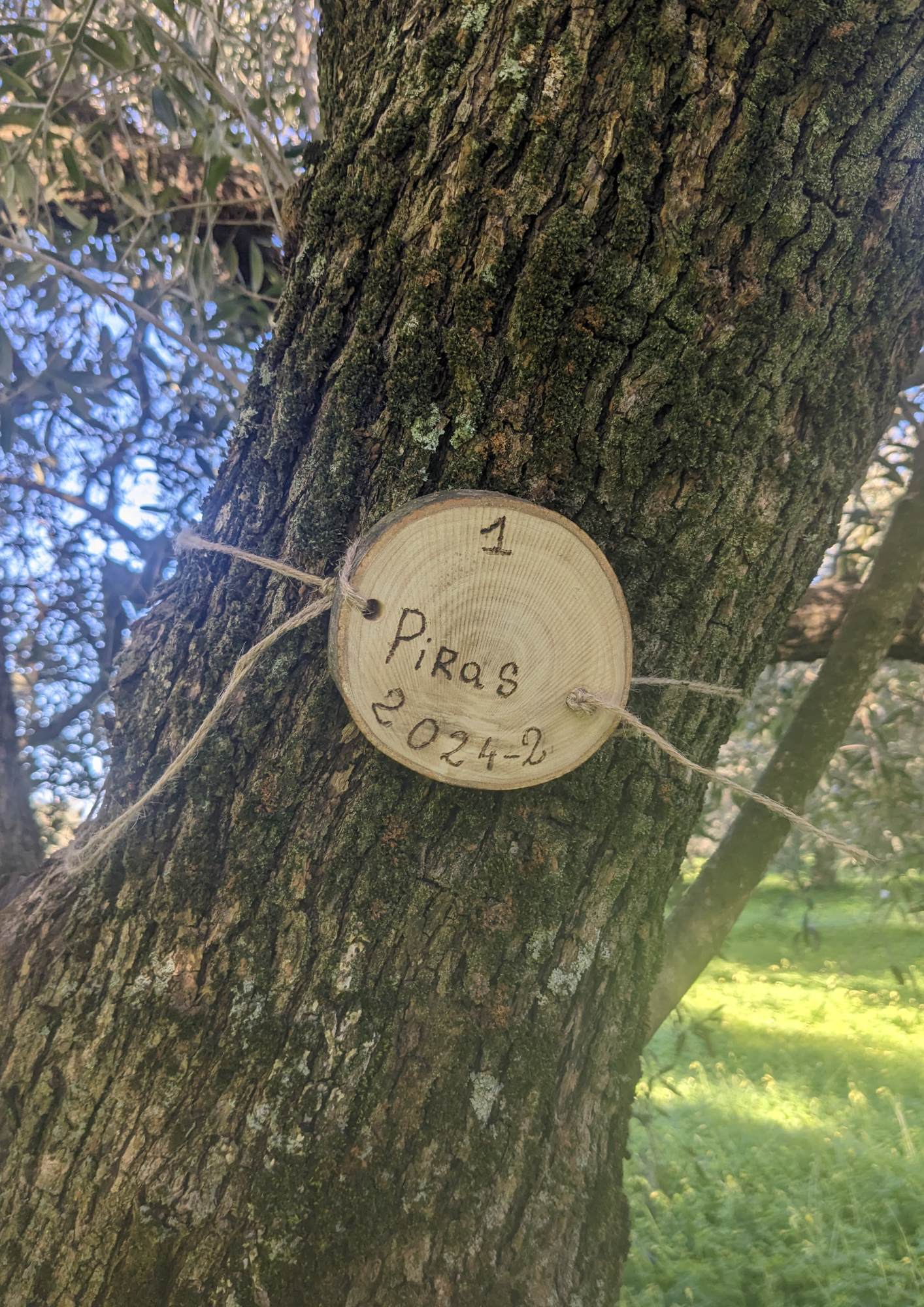 Olive tree with a sign that says "1 Piras 2024-2"