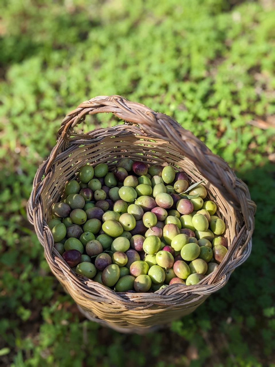 Basket of green harvested olives