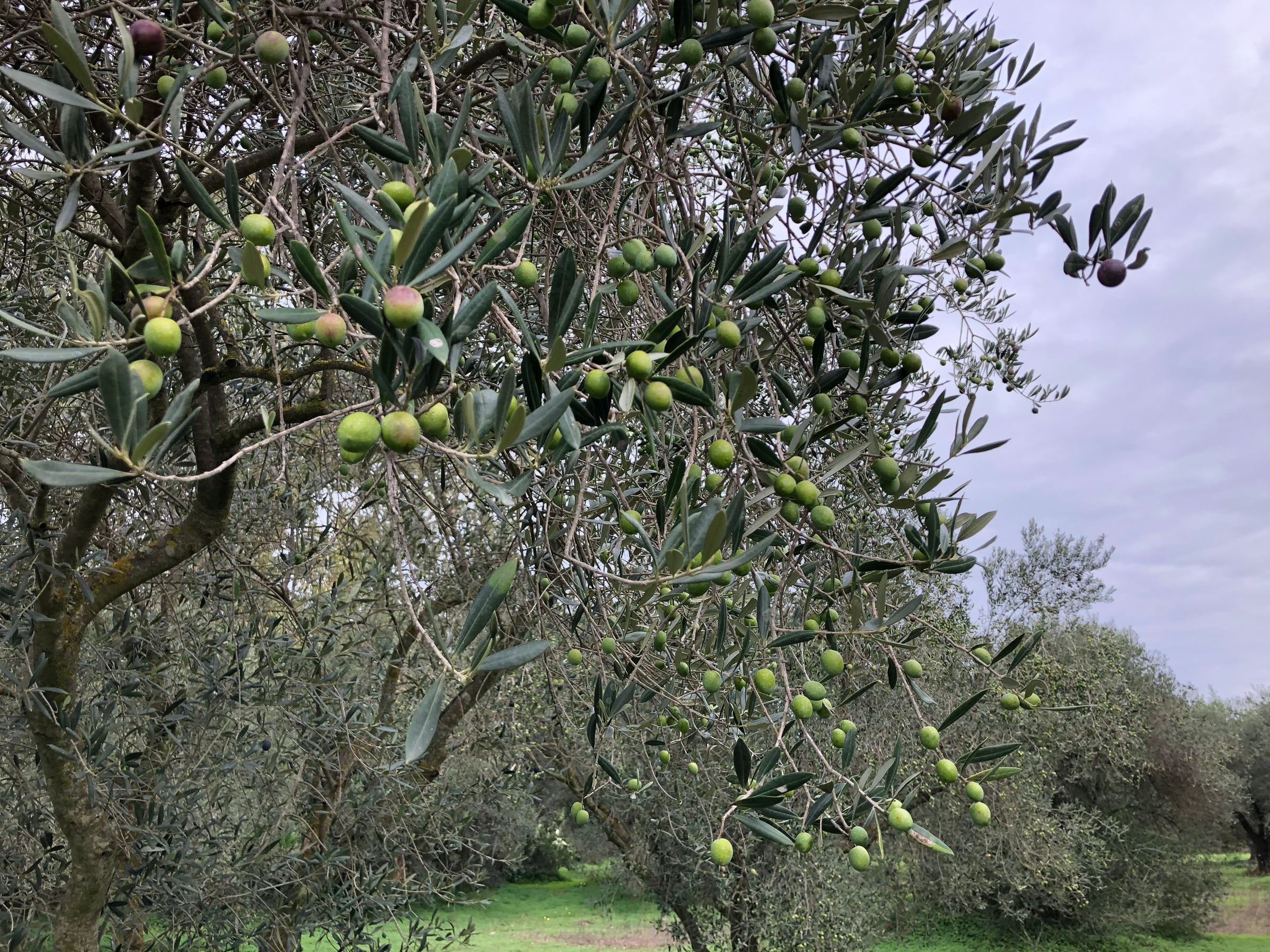 Olives at Su Pramesu - traceable olive oil tree locator