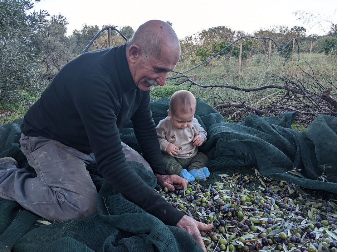 Older man harvesting olives with a toddler