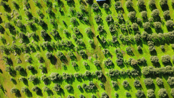 Soddepai olive grove