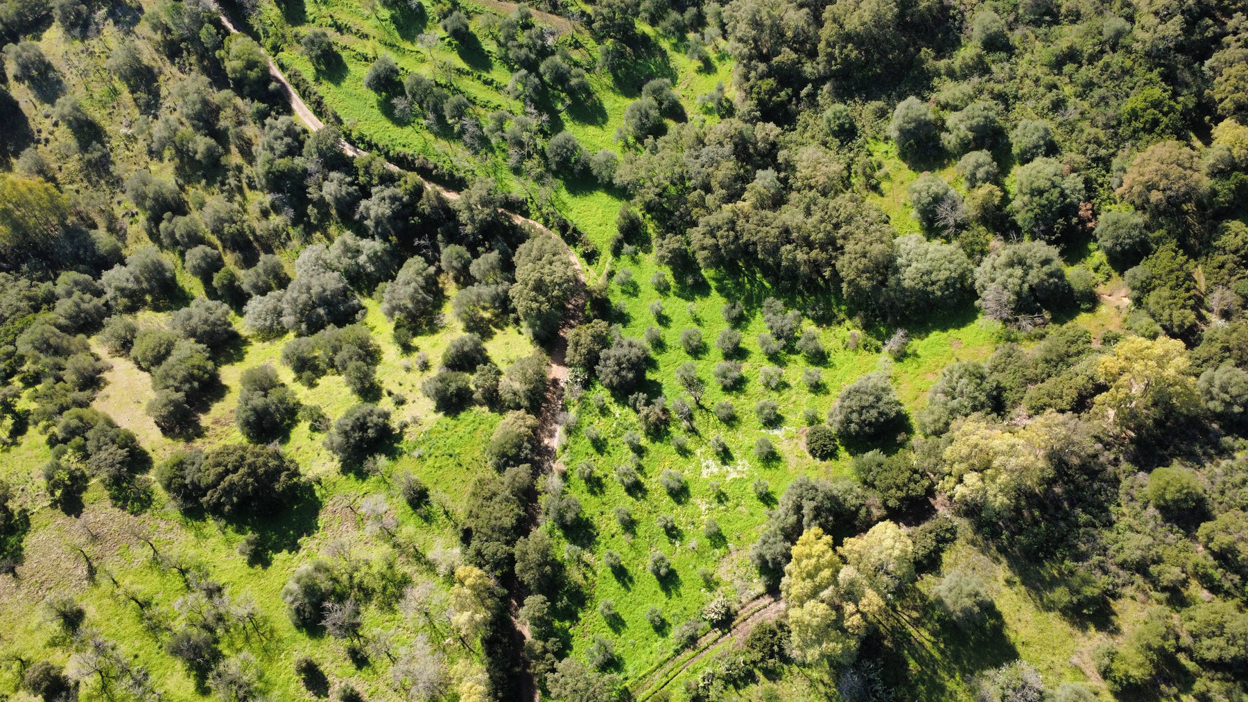 Adopt An Olive Tree Pre-Order 2026 Olio Nuovo