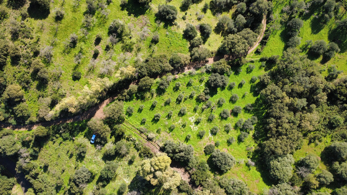 Ruinas olive grove