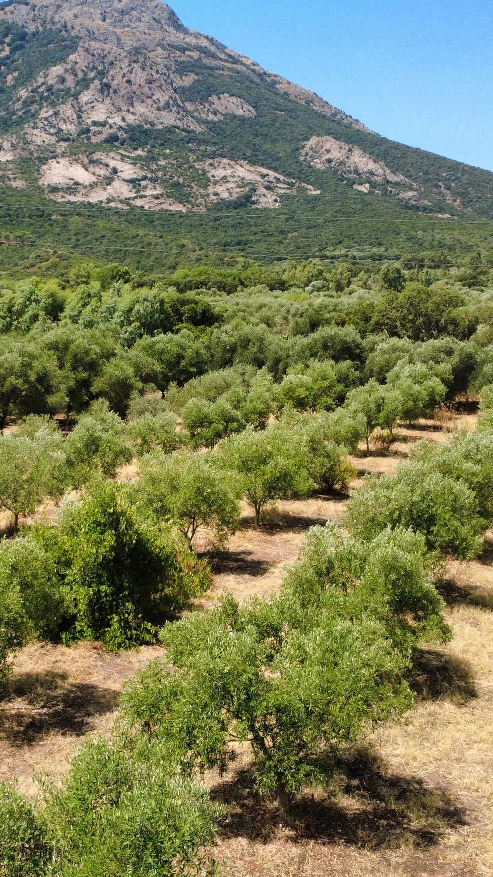 Photos & Video of Your Tree