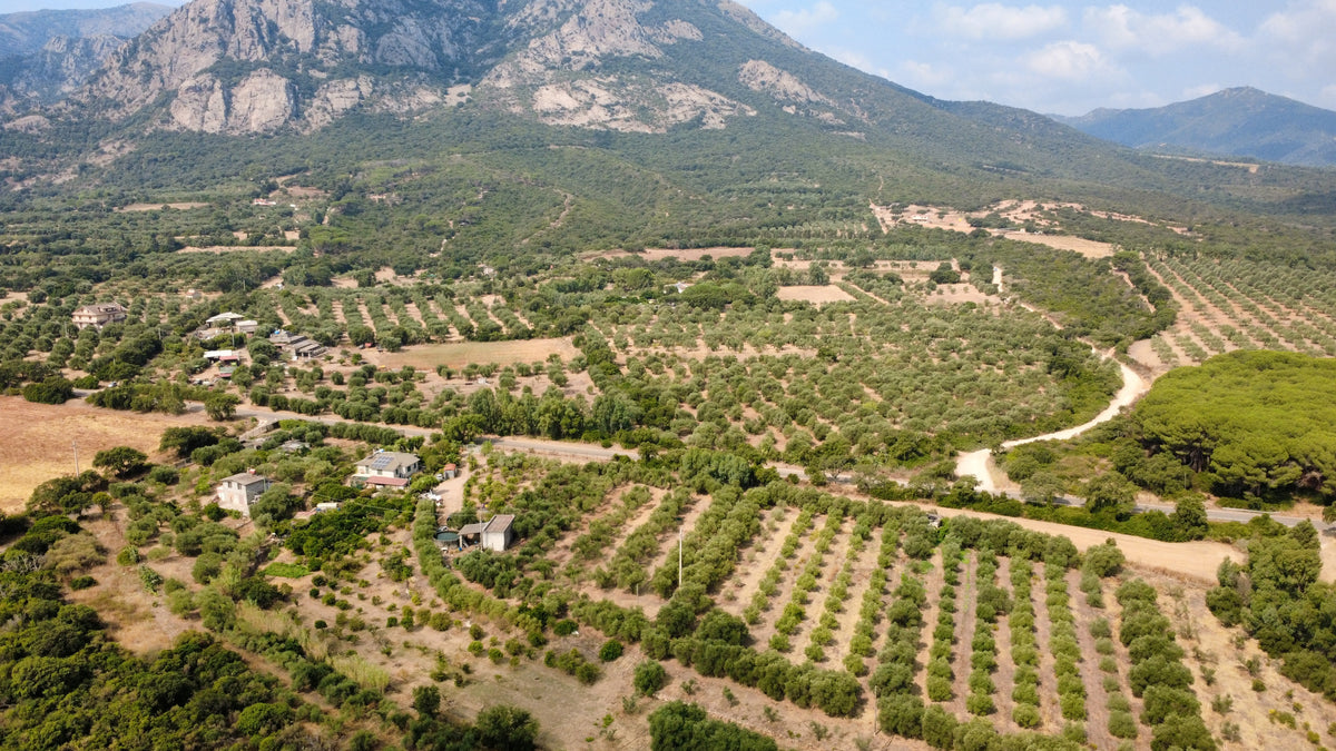 Aerial view of the Sa Mandara grove in Villacidro, Sardinia
