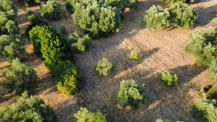 Seddus olive grove