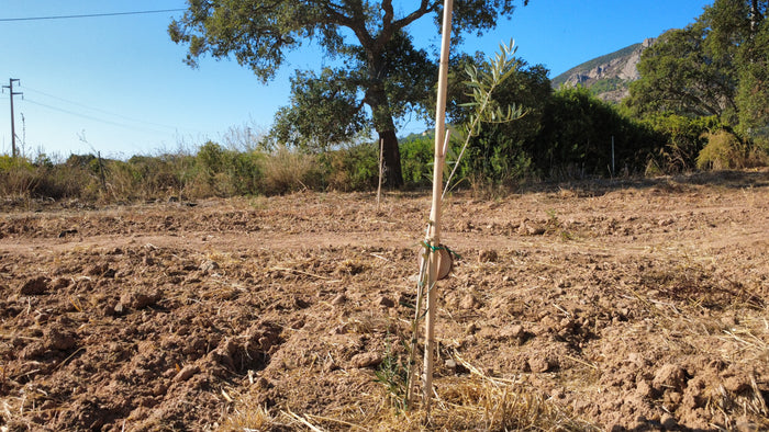 Nu Mandara olive grove