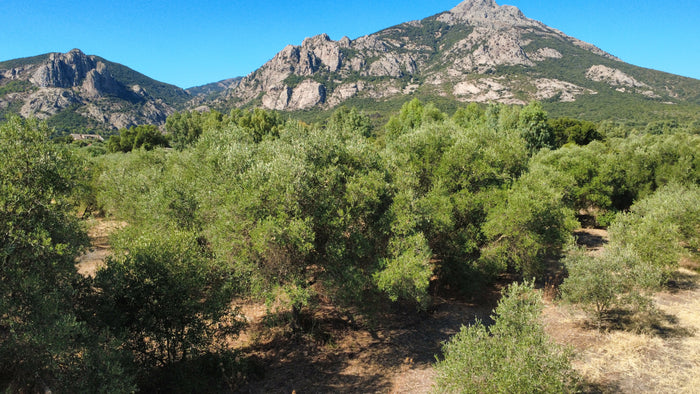 Sa Mandara olive grove