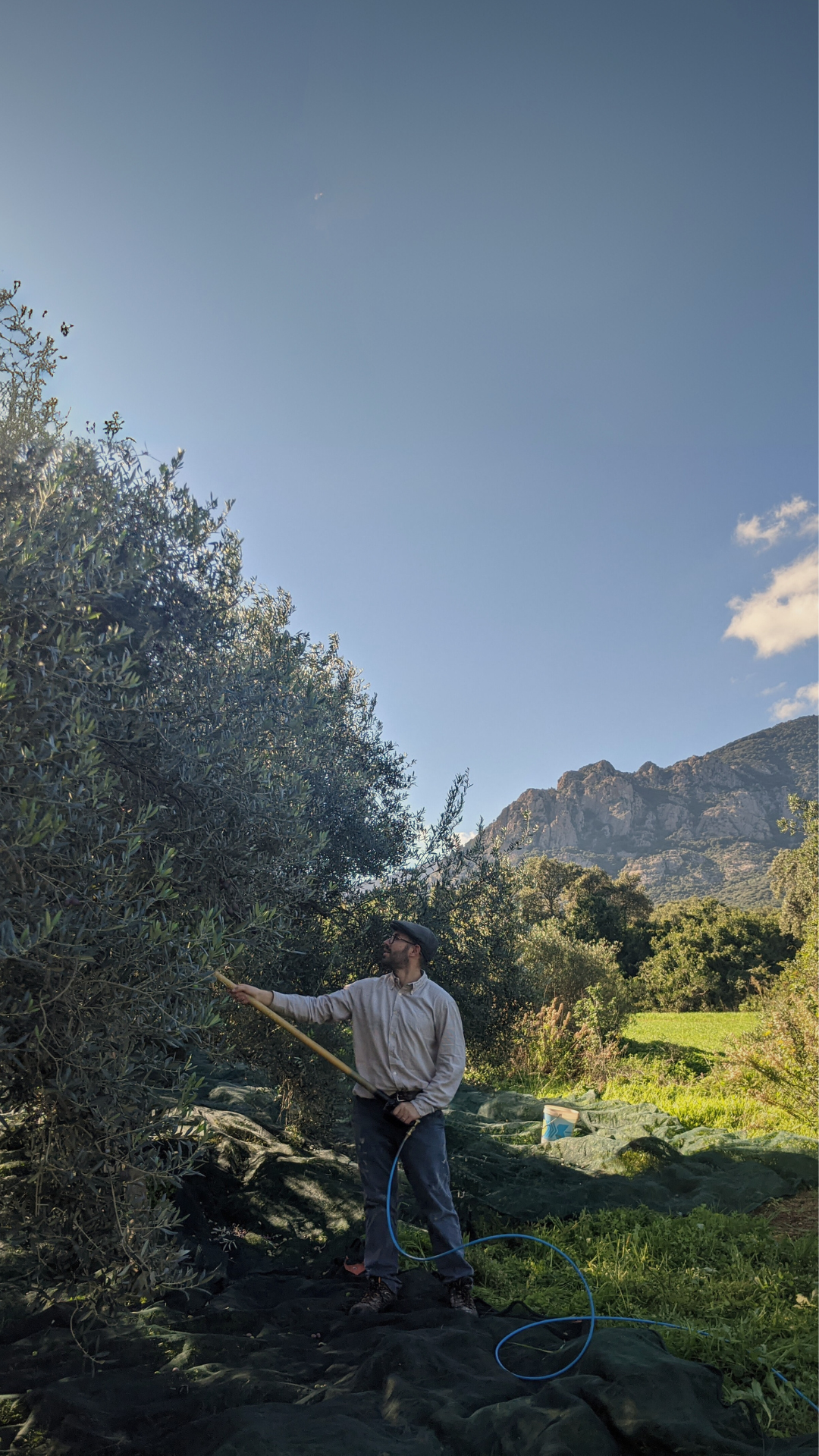 obìa olive oil (4).png__PID:6a52d866-9993-4ec1-9d75-86e7e40d1350