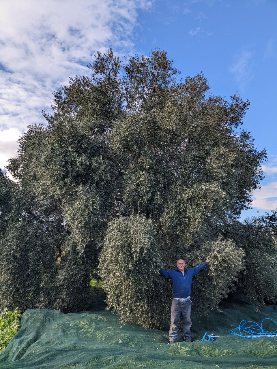 Adopt An Olive Tree Pre-Order 2026 Olio Nuovo