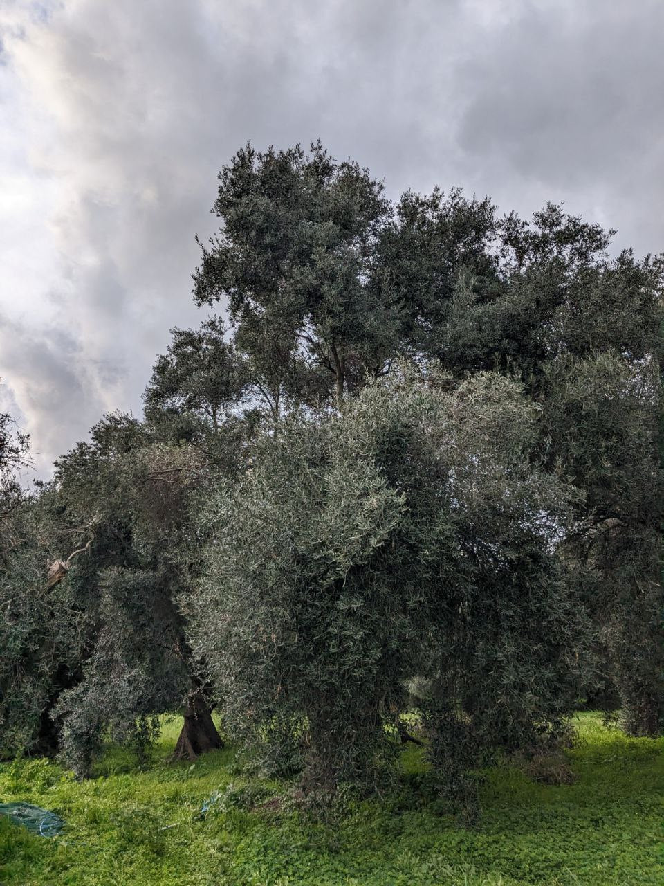 large olive tree