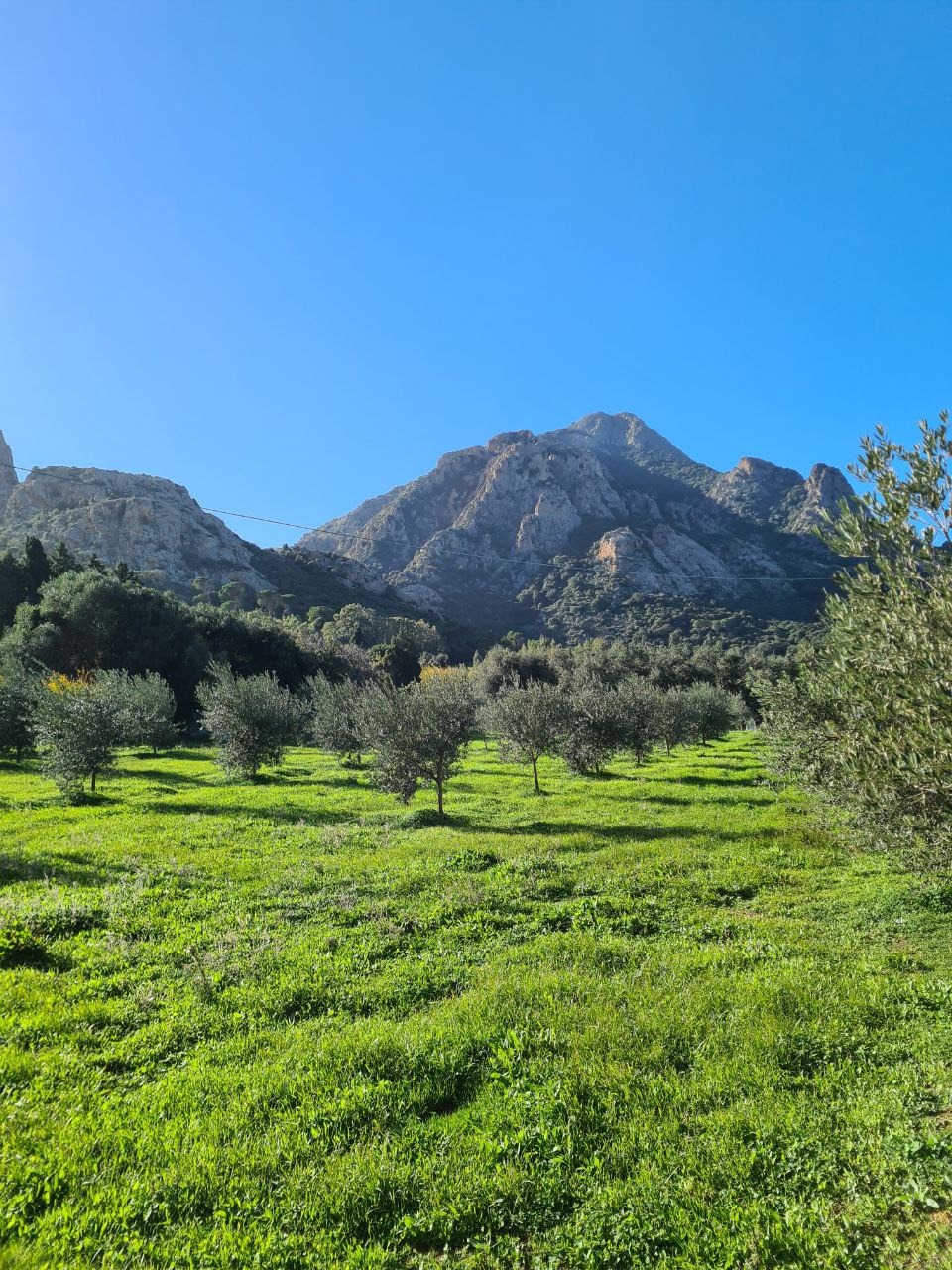 Field of olive trees with mountains in the background