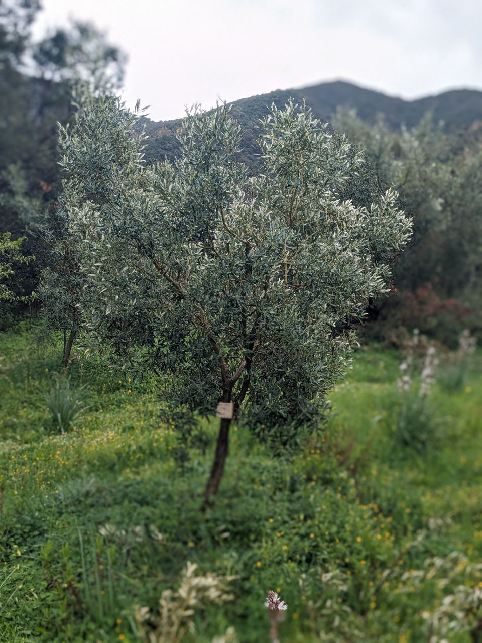 Adopt An Olive Tree Pre-Order 2026 Olio Nuovo
