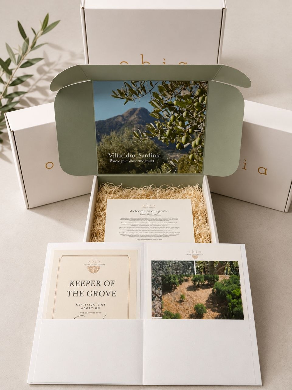 Adopt An Olive Tree Pre-Order 2026 Olio Nuovo