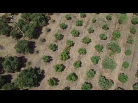 Adopt An Olive Tree